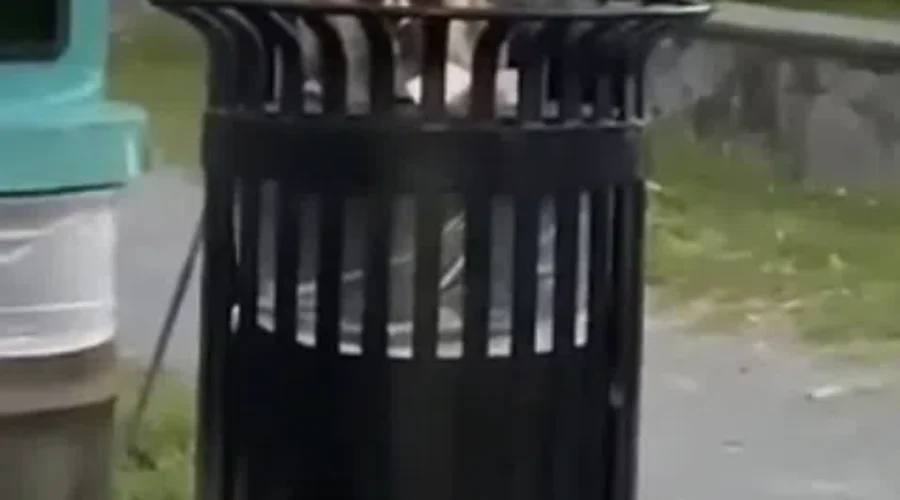 Are These Things Cute Or Gross?