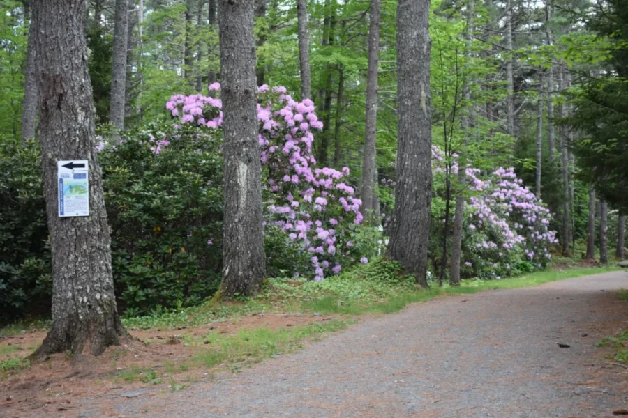 A Walk In The Park