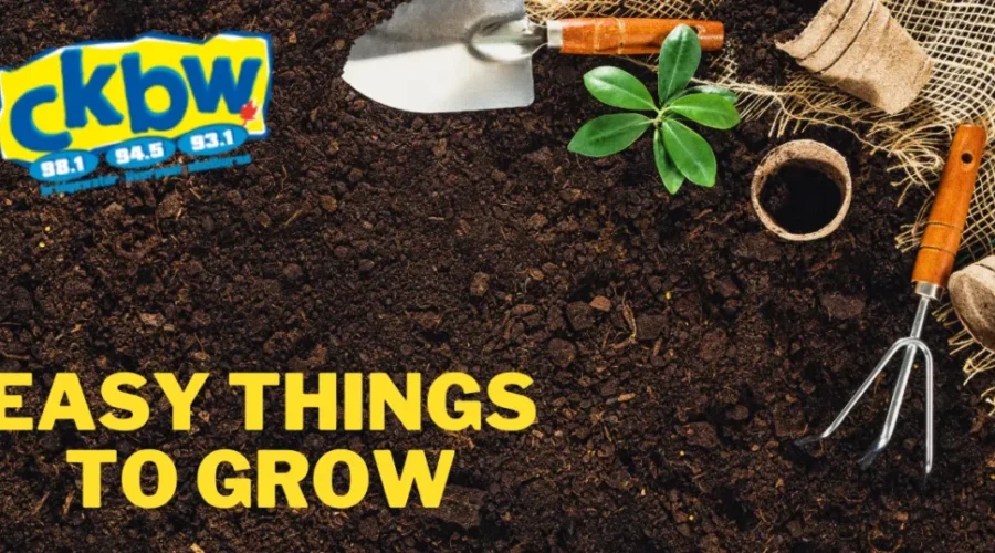 How Does Your Garden Grow! What’s The Easiest Thing To Grow?