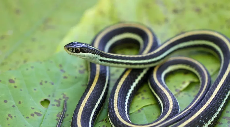 Nice To Know They’re Around