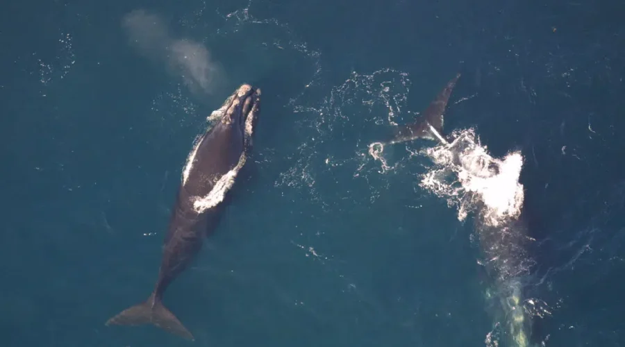 Second Entangled North Atlantic Right Whale Sighted