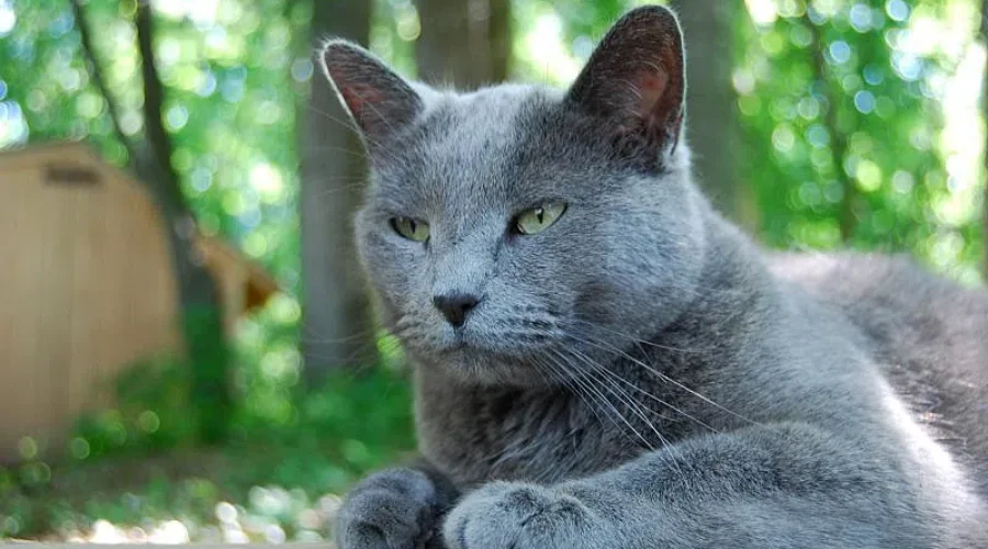 No Wild Parties While I’m Gone!