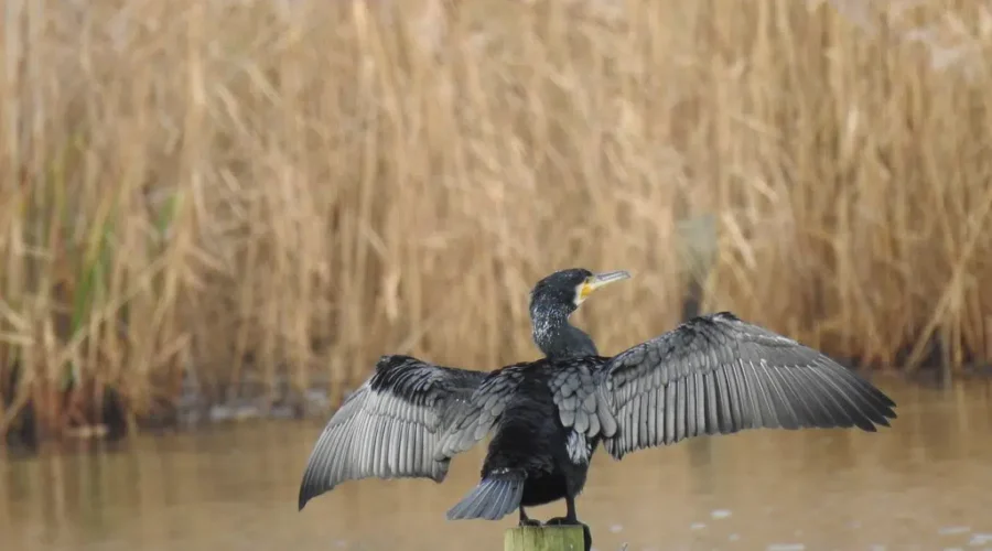 Hot Or Cold Beverages In The Heat