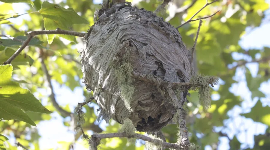 Concern For The Future