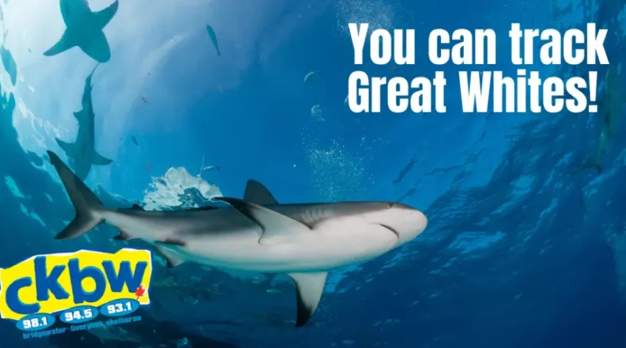 Nova Scotia Great Whites! Check Out This Online Tracker!