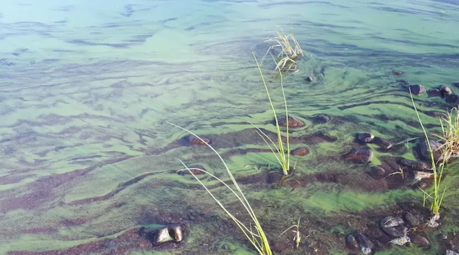Three Lunenburg County lakes currently experiencing blue-green algae blooms