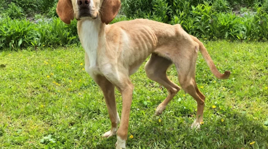 Charges laid after emaciated dogs seized by SPCA