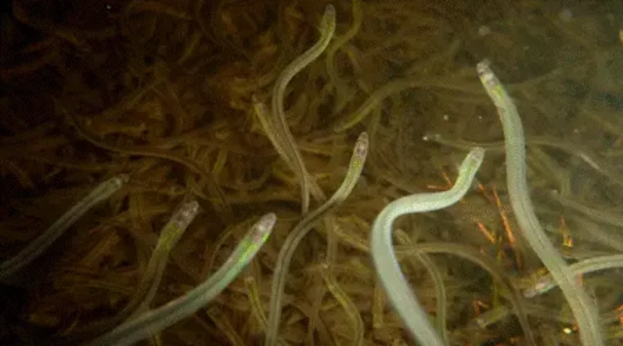 Fate of $90k baby eels seized by DFO unknown