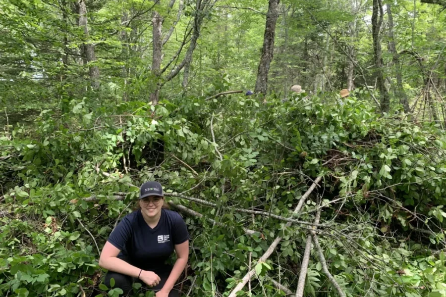 Cutting Back Glossy Buckthorn