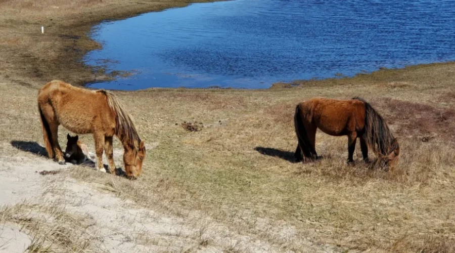 Study Underway On Sable Island Horses And Their Habitat