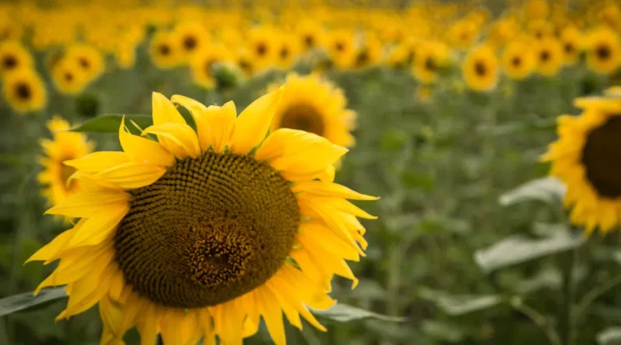 Things That Make Me Happy