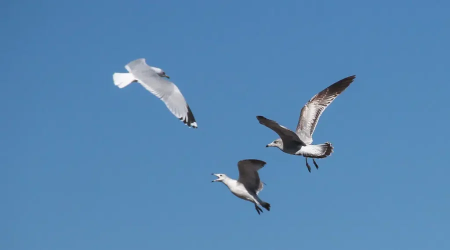 The Sounds Of The South Shore