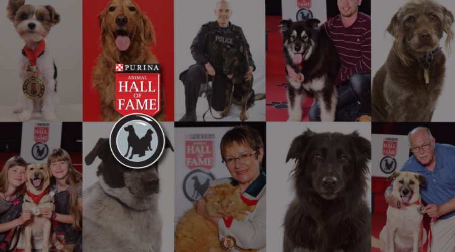 Acts Of Heroism Earn Spots In Purina Animal Hall of Fame