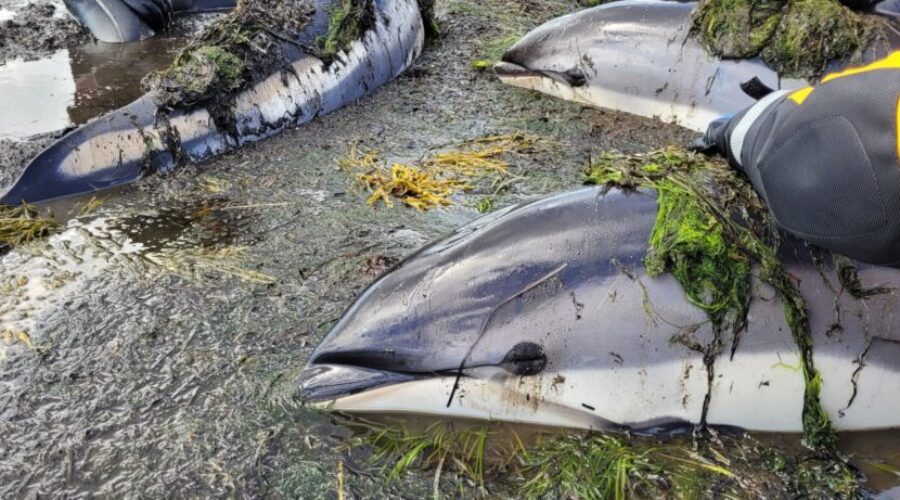 Stranded dolphin pod rescued from McNutts Island