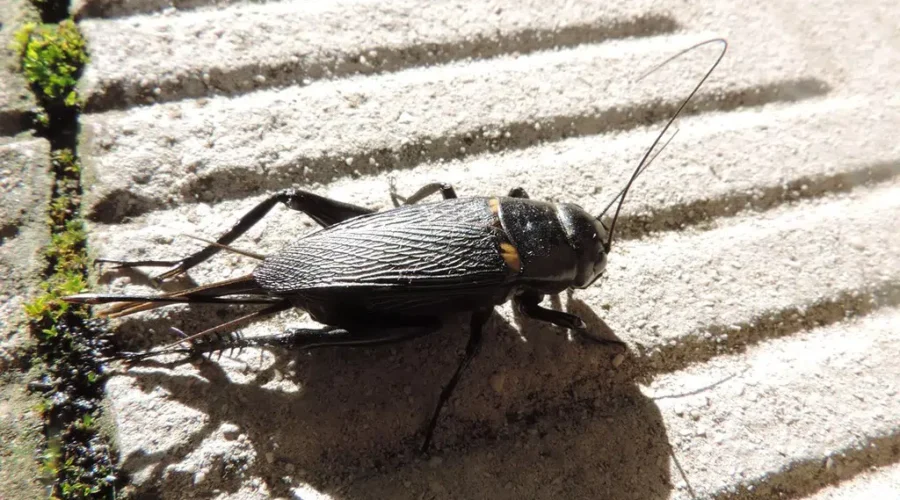 Stuff That Crickets Know