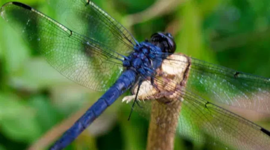 The Dragonfly Dairies: What They Do Attract