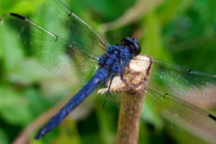 The Dragonfly Dairies: What They Do Attract
