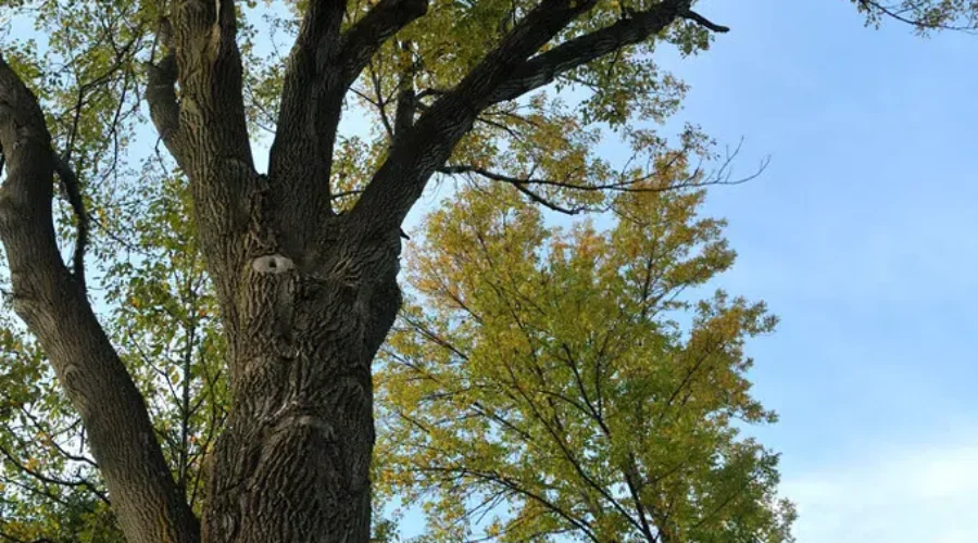 Lunenburg advises residents not to cut unhealthy Ash trees