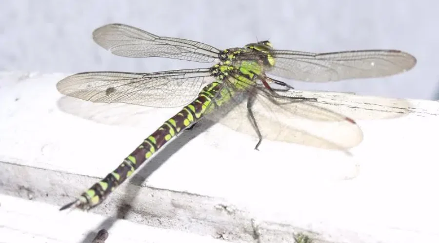 The Dragonfly Diaries Part 3: A Nibble on the Ear.