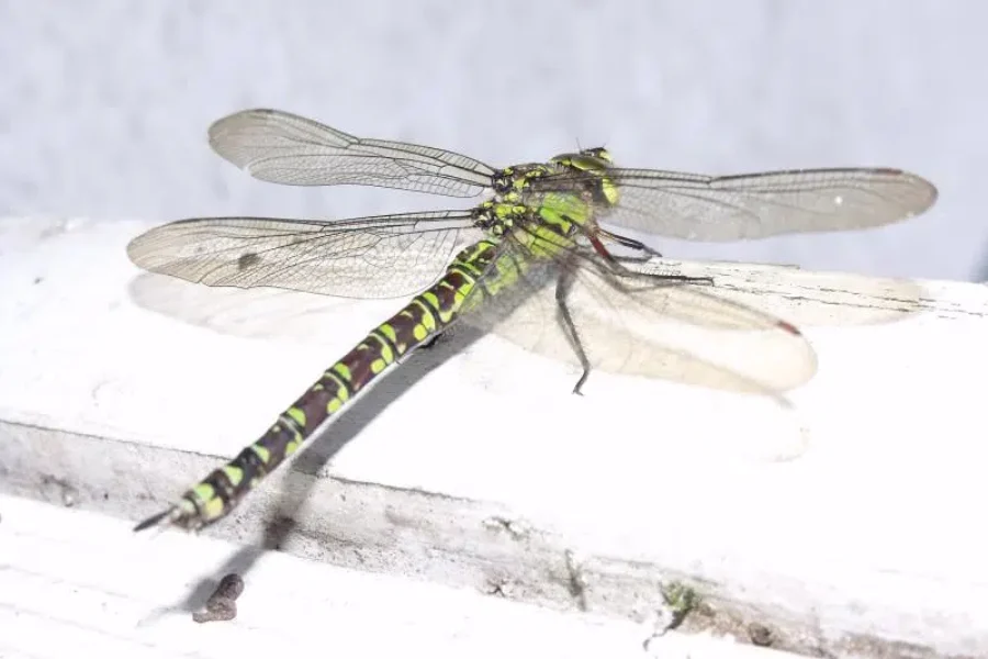 The Dragonfly Diaries Part 3: A Nibble on the Ear.