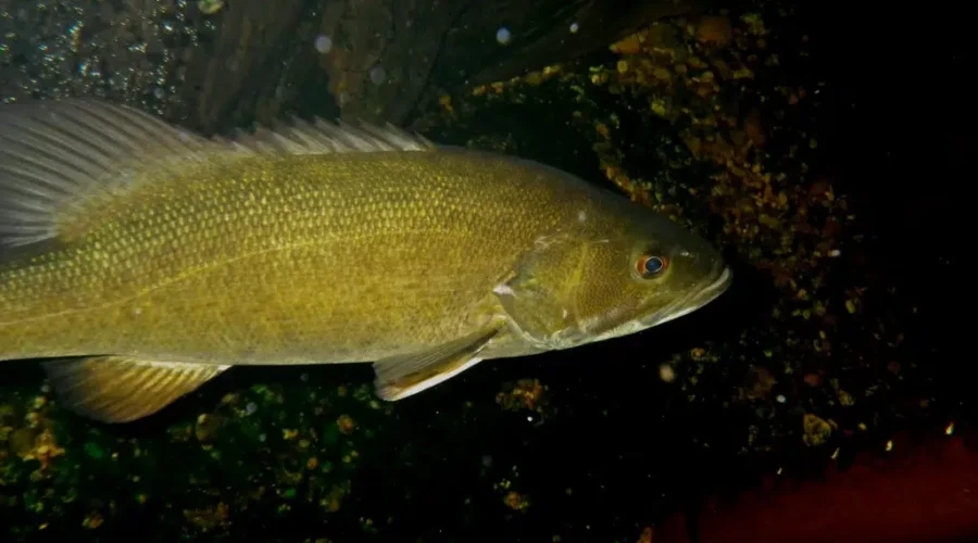 The Problem With Fishing