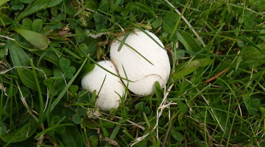 Growing Like Mushrooms