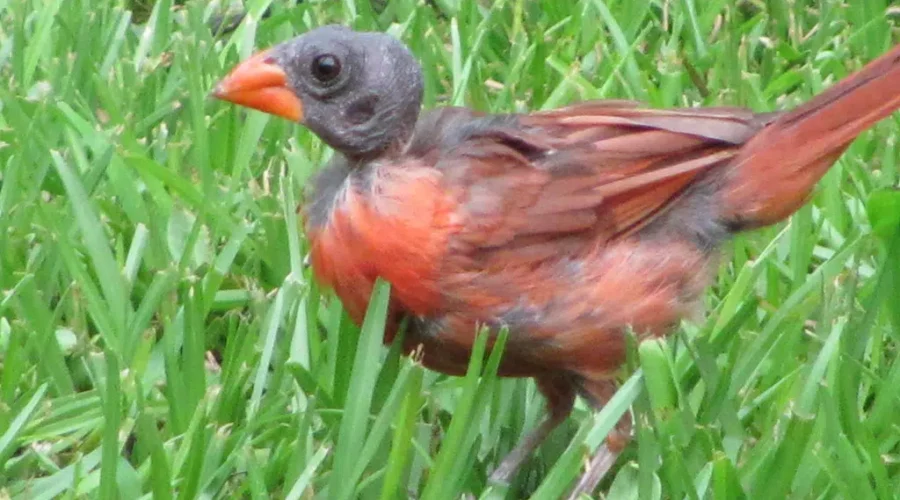 Time To Laugh At Birds