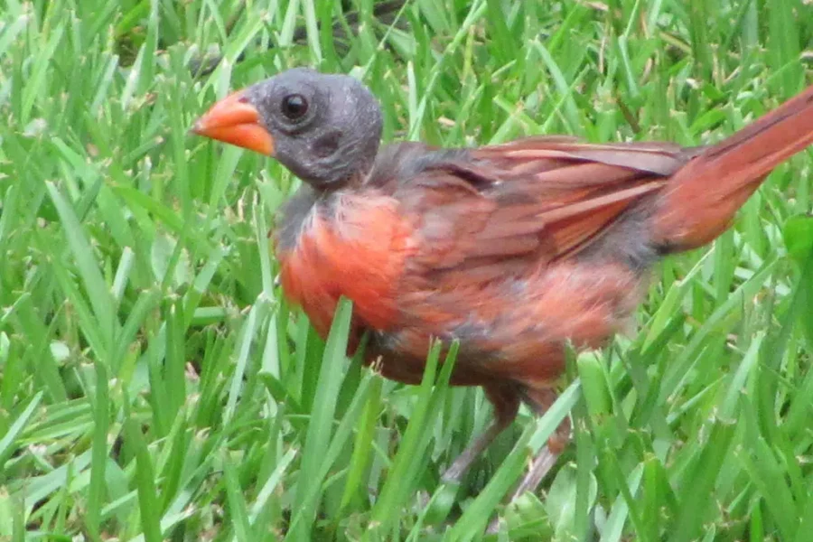 Time To Laugh At Birds