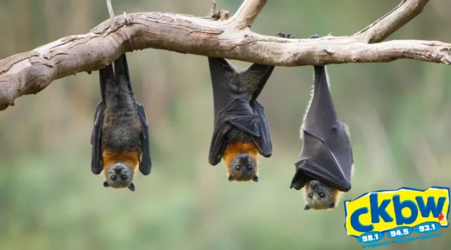 Bats In Nova Scotia! Have You Seen Any This Summer!