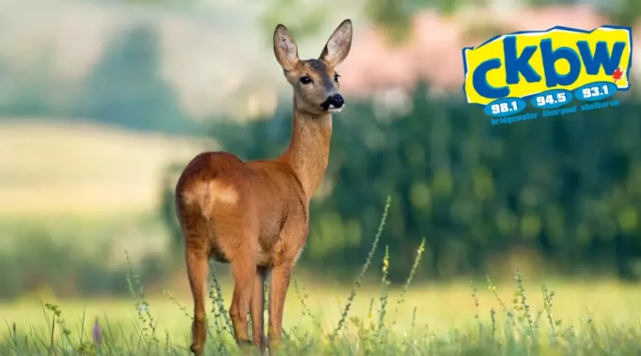 Pet Deer! They’re Not Scared Of Anything!