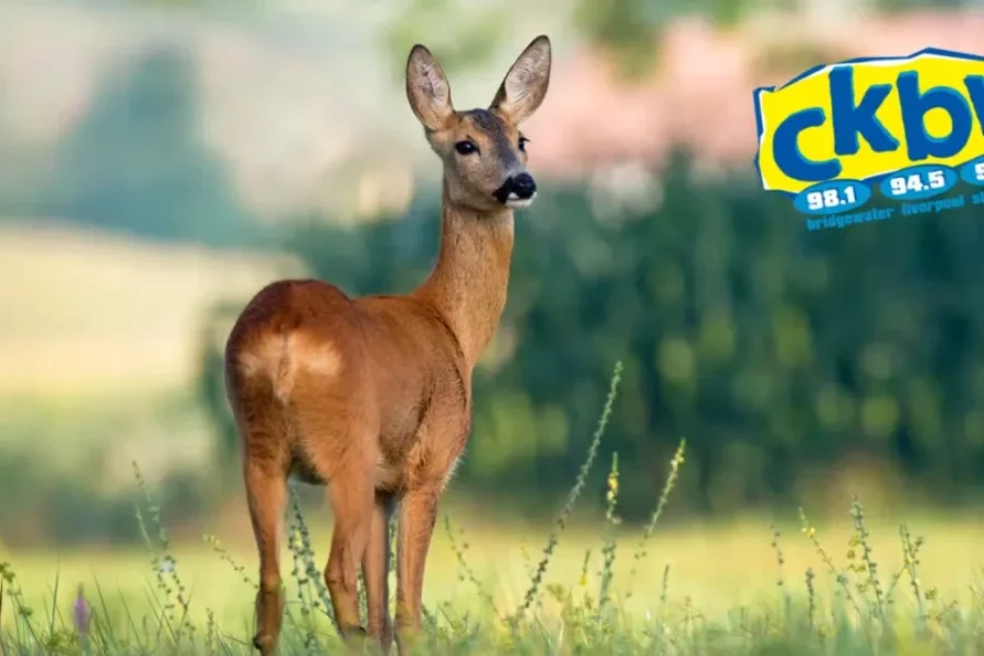 Pet Deer! They’re Not Scared Of Anything!