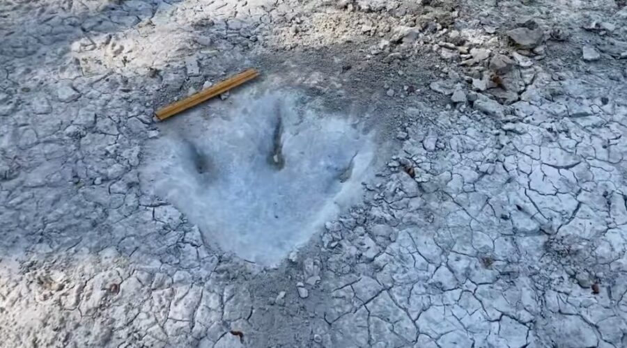 Dinosaur Tracks Found In Texas Lakebed
