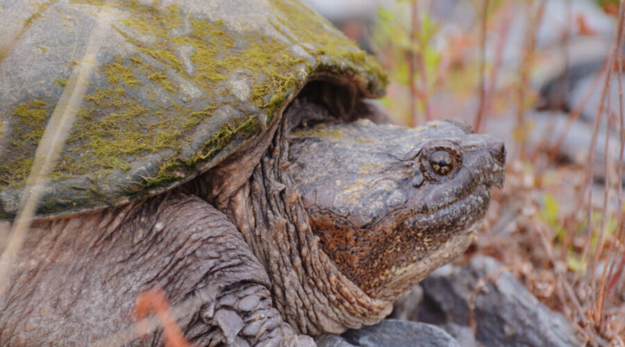 Coastal Action receives funding to support two at risk reptile species