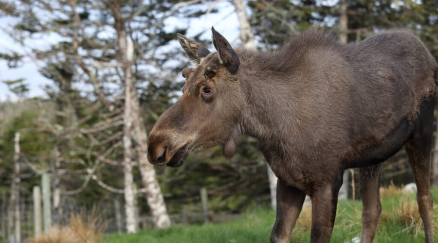 NCC Purchases 296 Hectares In Tobeatic Wilderness Area