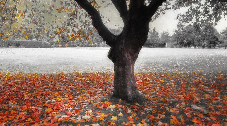 Seasons Change From Summer To Fall