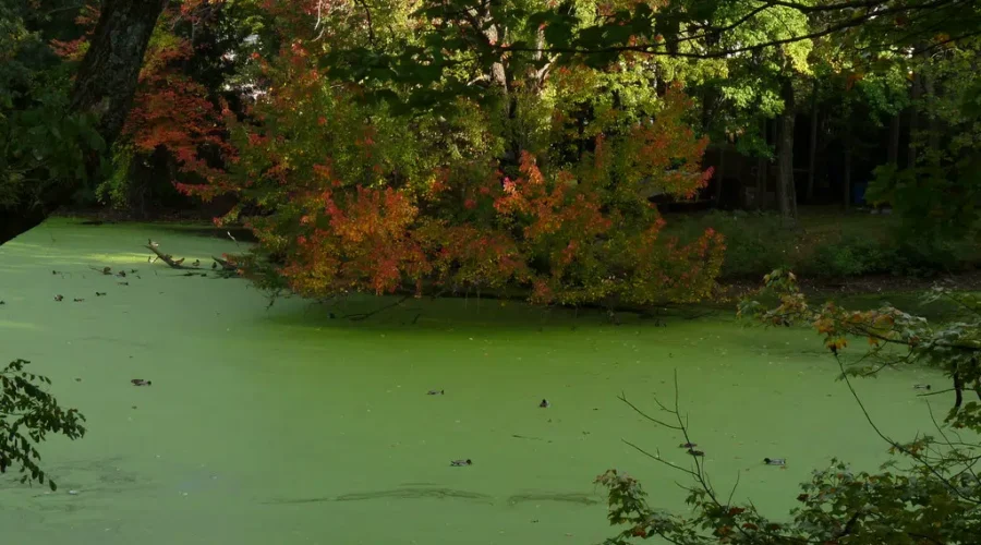 Not My Favourite Bloom