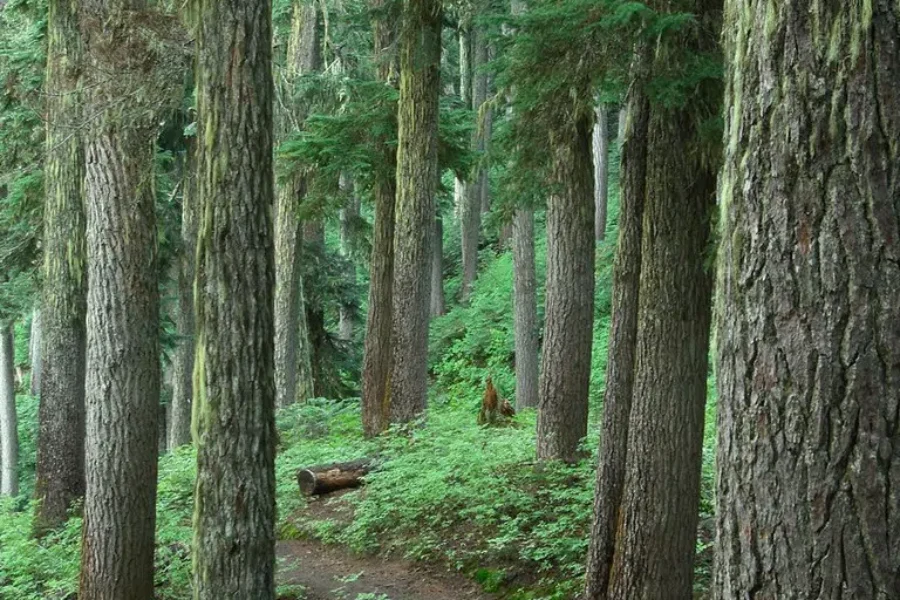 Saving Hemlock
