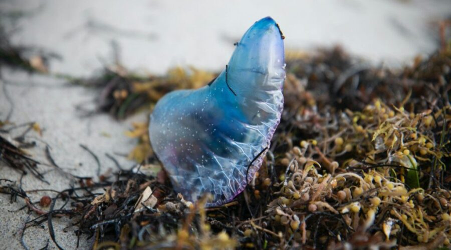 Portuguese Man of War spotted at two beaches near Halifax