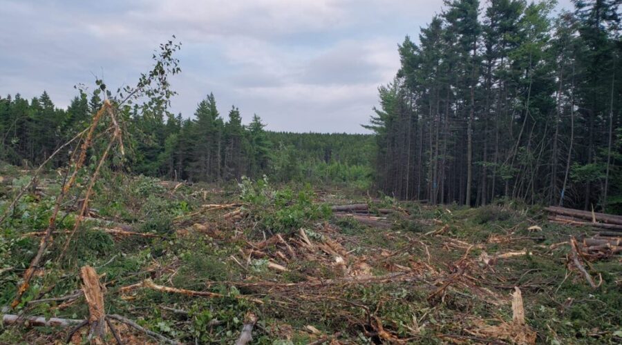 Environmentalists rally against fast-tracked housing development in Dartmouth