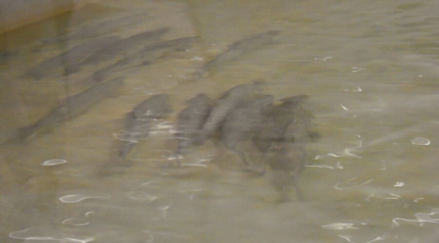 More Atlantic Salmon Released in Cape Breton Highlands National Park