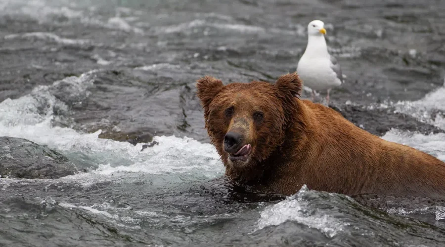 Cheating At What Now?