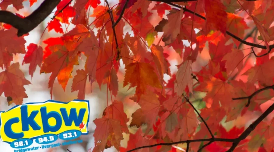 The Leaves Are Changing!