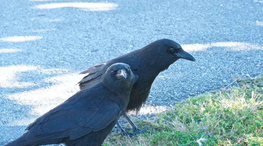 A Big Noisy Year Round Bird