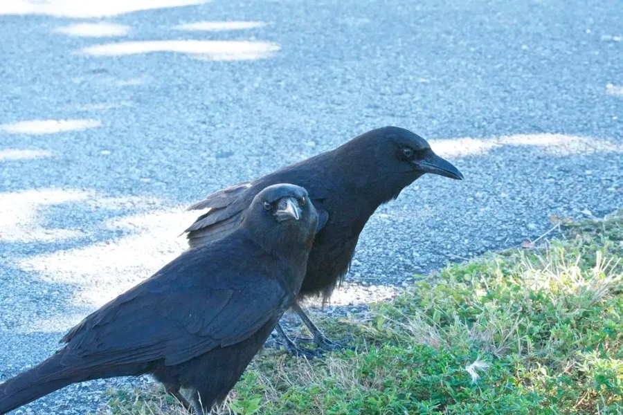 A Big Noisy Year Round Bird