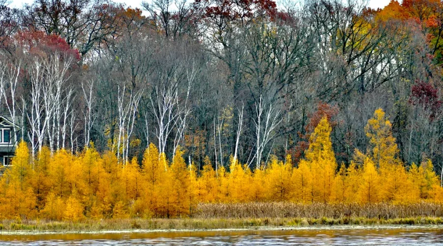 An Overlooked Fall Colour