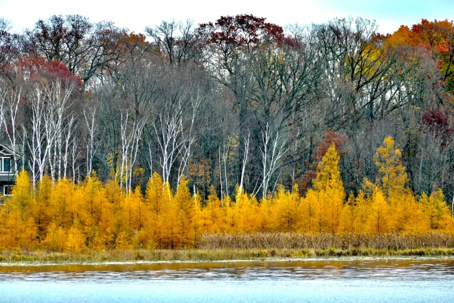 An Overlooked Fall Colour
