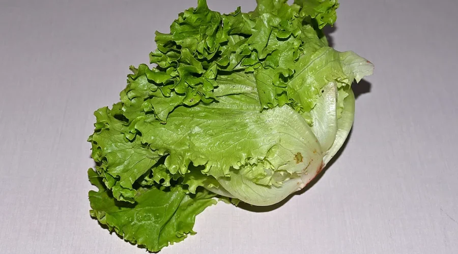 Lettuce – Do You Skip It Because Of The Price?