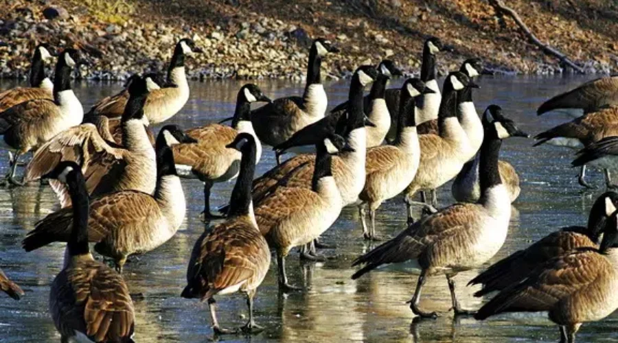 All Hail The Cobra Chicken