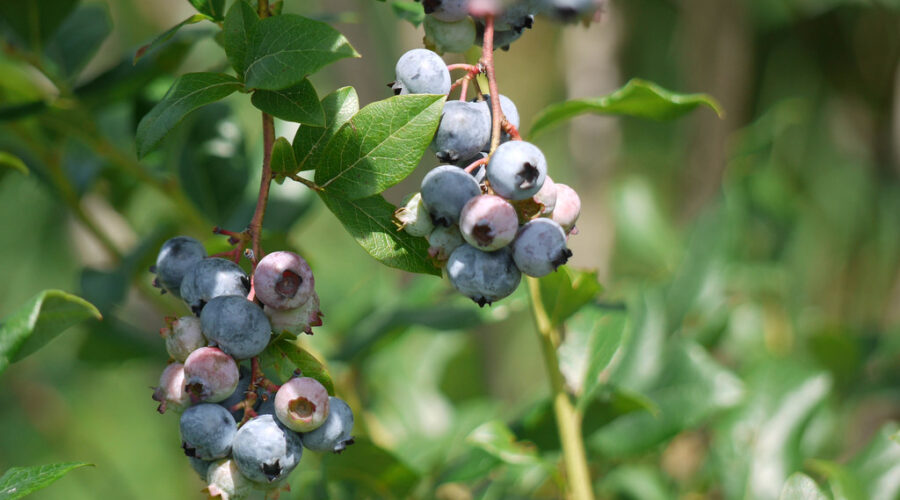 Flexible Financing Helps Grow More Wild Blueberries