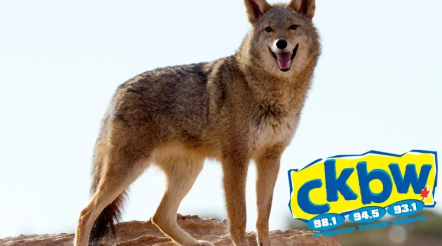 Coyotes! How Often Do You See Them?